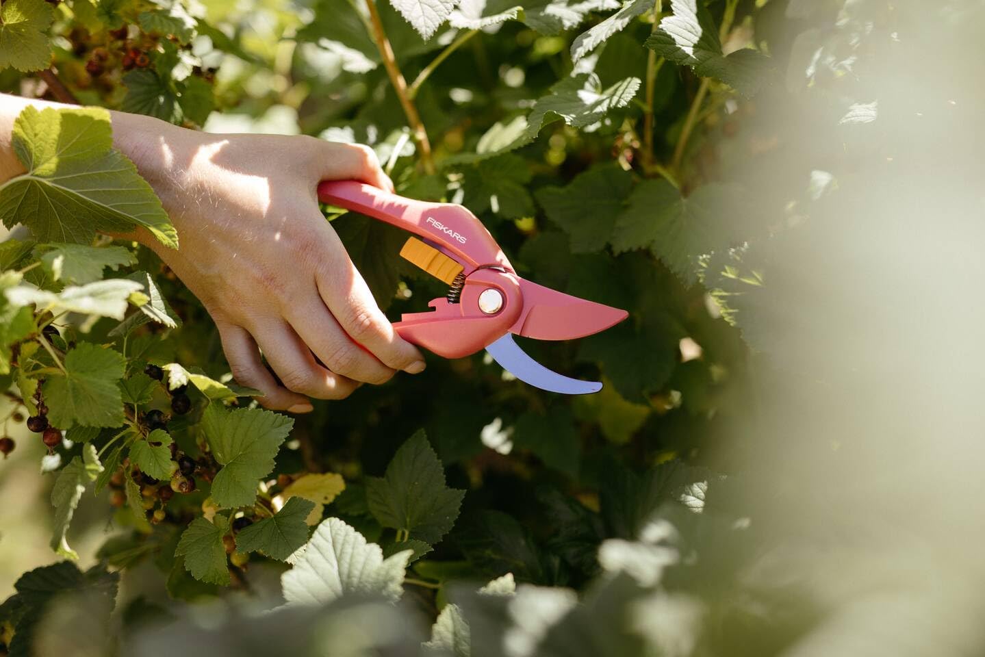 Fiskars Bypass-Gartenschere für frische Äste und Zweige, Antihaftbeschichtet, Hochwertige Stahl-Klingen, Länge: 20 cm, Schwarz/Orange, SingleStep