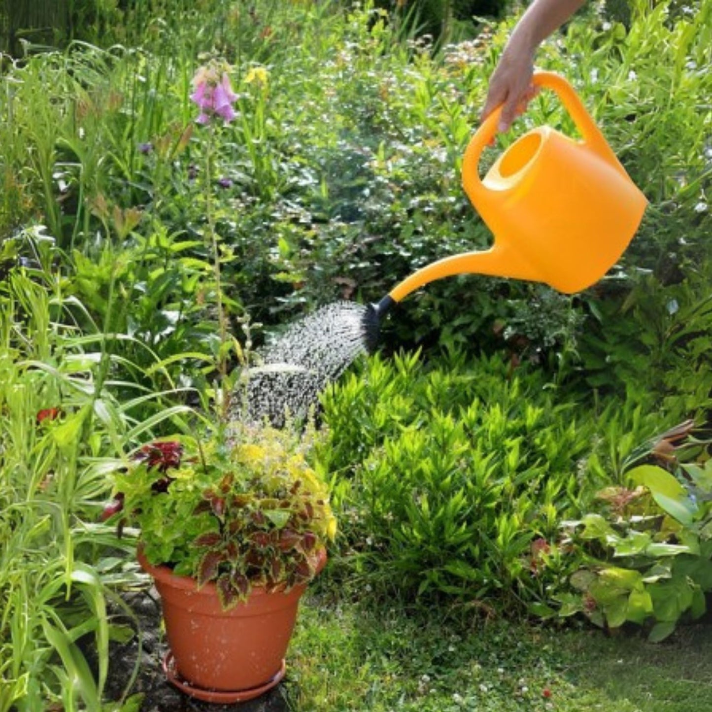 Plastia Gartengießkanne mit dem Brausekopf, 2L - Gießkanne aus Hochwertigem Kunststoff - Handliche Giesskanne für Innen- und Außenbereich - Ideal für Bewässerung für Zimmerpflanzen (Anthrazit)