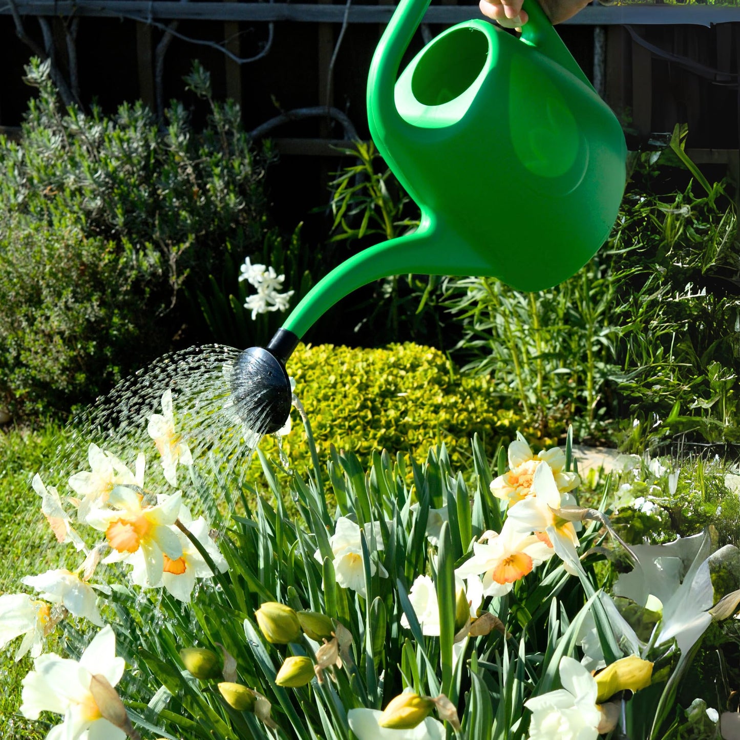 Plastia Gartengießkanne mit dem Brausekopf, 2L - Gießkanne aus Hochwertigem Kunststoff - Handliche Giesskanne für Innen- und Außenbereich - Ideal für Bewässerung für Zimmerpflanzen (Anthrazit)